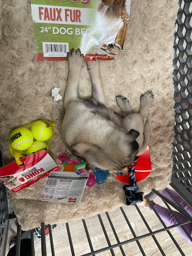 Pet Supply Store «Petland Dallas», reviews and photos, 11909 Preston Rd, Dallas, TX 75230, USA