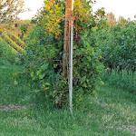 Photo n°3 de l'avis de Roberto.a fait le 07/09/2023 à 19:25 sur le  Farmhouse Le Mistral à Sommacampagna