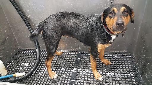 Pet Supply Store «Pet Supplies Plus», reviews and photos, 126 E Main St, Smithtown, NY 11787, USA