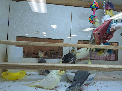 Pet Store «Forever Pets Inc», reviews and photos, 1030 Basse Rd, San Antonio, TX 78212, USA