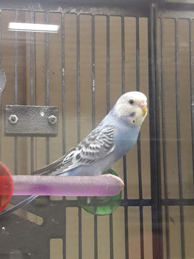 Pet Supply Store «PetSmart», reviews and photos, 4005 Airport Fwy, Irving, TX 75062, USA