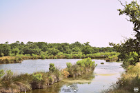 Réserve Ornithologique du Teich du Restaurant O'mils Cabane n°10 à Audenge - n°1