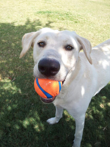 Kennel «Barkaritaville Pet Resort», reviews and photos, 6617 Jefferson St, Corpus Christi, TX 78413, USA