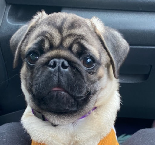 Pet Supply Store «PetSmart», reviews and photos, 1515 US-22, Watchung, NJ 07069, USA