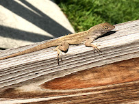 Reptile Removal - Photo 4 - Car repair in , Roseville