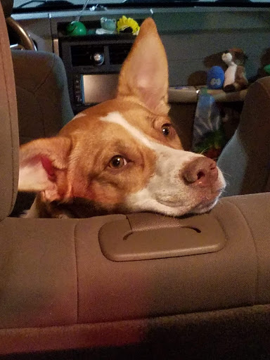 Grocery Store «Safeway», reviews and photos, 1688 Anderson Rd, McLean, VA 22102, USA