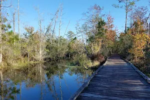Alligator River National Wildlife Refuge image