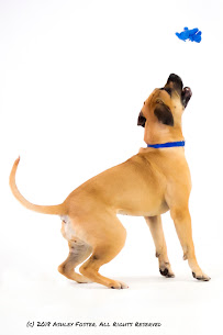 Dogs by Foster, Behavior and Training - Photo 3 - Car repair in Fort Collins, CO, Fort Collins