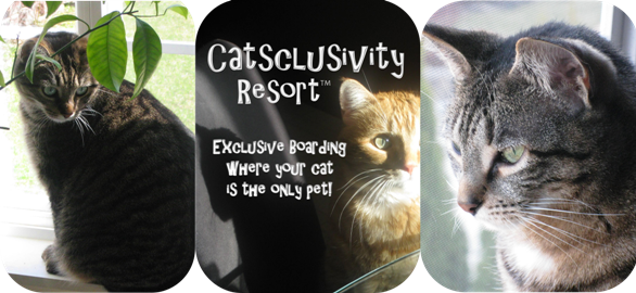 Catsclusivity Resort