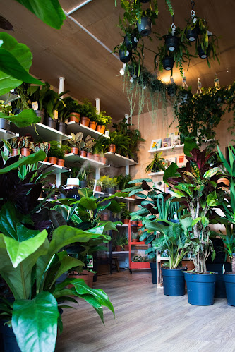 The Indoor Plant Company - Watford