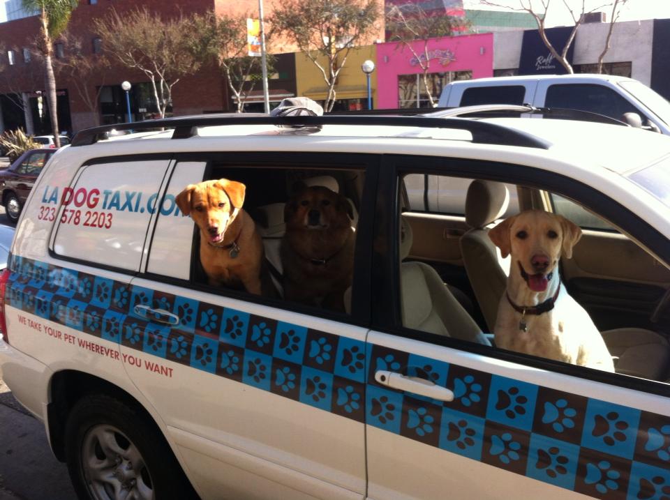 LA Dog Taxi