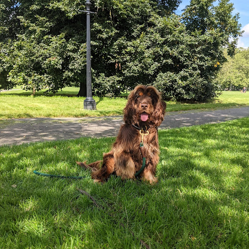 Reviews of Clairs Hearts And Paws Dog Walking in London - Dog trainer