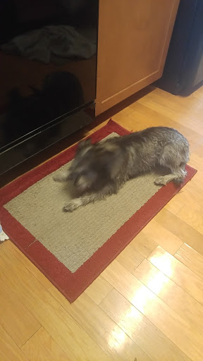 Pet Supply Store «Petco Animal Supplies», reviews and photos, 6181 Old Dobbin Ln #800, Columbia, MD 21045, USA