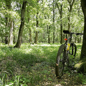 Pădure Aţintiş România