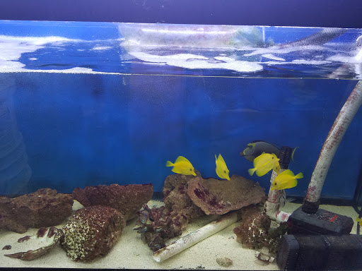 Tropical Fish Store «Tropical Lagoon Aquarium», reviews and photos, 9431 Georgia Ave, Silver Spring, MD 20910, USA