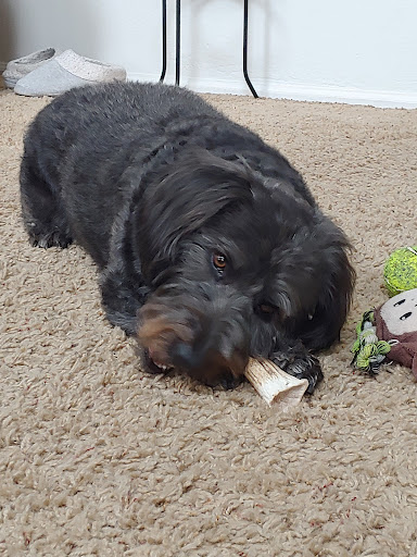 Pet Supply Store «PetSmart», reviews and photos, 21032 S Ellsworth Loop, Queen Creek, AZ 85142, USA