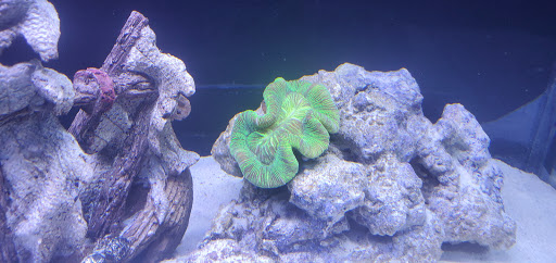 Pet Supply Store «Monrovia Tropical Fish», reviews and photos, 603 W Huntington Dr, Monrovia, CA 91016, USA