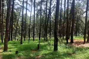 Ngwo Pine Forest image