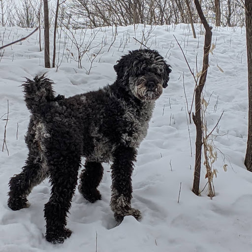 Dog Park «Bunker Hills Dog Park», reviews and photos, 1620 133rd Ave NW, Coon Rapids, MN 55448, USA