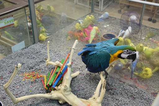 Pet Store «Petland - Ft. Myers», reviews and photos, 7091-13 College Pkwy, Fort Myers, FL 33907, USA