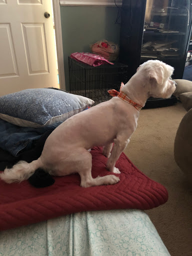 Pet Supply Store «Adogable PET SERVICES», reviews and photos, 4884 Sun City Center Blvd, Sun City Center, FL 33573, USA