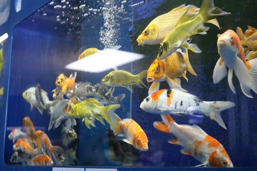 Tropical Fish Store «BB Fish and Pets», reviews and photos, 9226 Cypress Creek Pkwy, Houston, TX 77064, USA