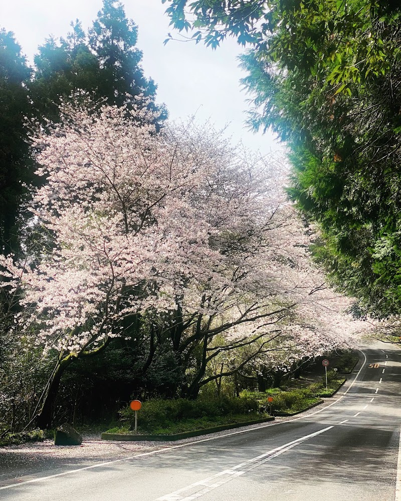 森山 桜のトンネル