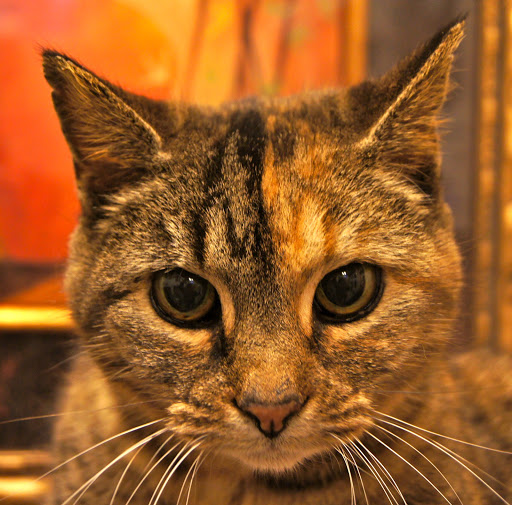 Pet Boarding Service «About Pets Center», reviews and photos, 1604 Conehurst Blvd, Salem, VA 24153, USA