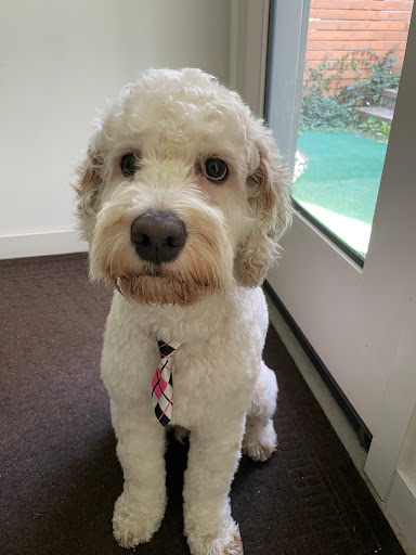 Pet Supply Store «Petco Animal Supplies», reviews and photos, 17200 Southcenter Pkwy #100, Tukwila, WA 98188, USA