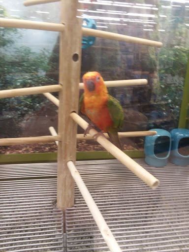 Pet Supply Store «Petco Animal Supplies», reviews and photos, 1985 N Pebble Creek Pkwy, Goodyear, AZ 85395, USA