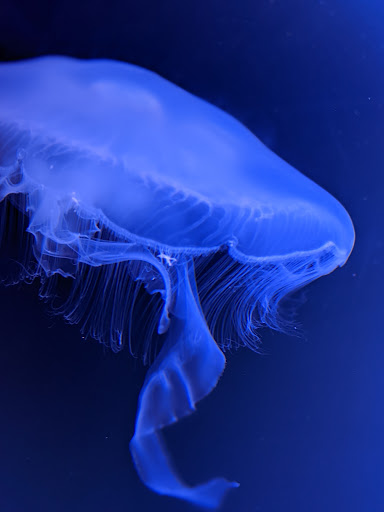 Aquarium «North Carolina Aquarium At Fort Fisher», reviews and photos, 900 Loggerhead Rd, Kure Beach, NC 28449, USA