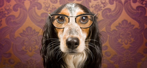 Dog Door Behavior Center and Outfitters, 1 Battle Square A, Asheville, NC 28801, USA, 