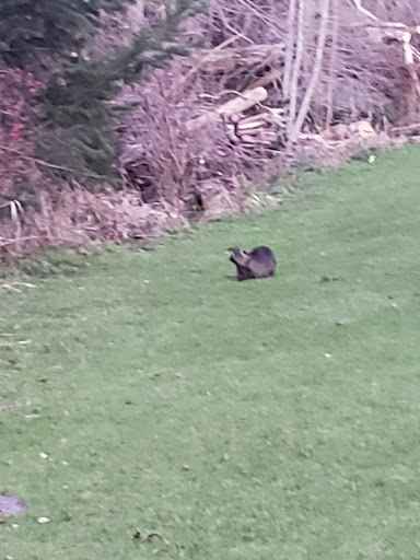 Park «Commonwealth Lake Park», reviews and photos, SW Butner Rd & SW Huntington Ave, Cedar Hills, OR 97225, USA