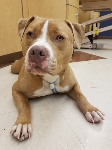 Pet Supply Store «PetSmart», reviews and photos, 2026 Lincoln Way E, Massillon, OH 44646, USA