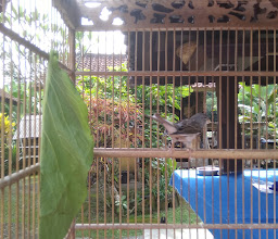 Balai Banjar Tuka photo