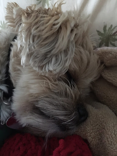 Pet Supply Store «Lucas Pet Supply», reviews and photos, 30 Joys Ln, Kingston, NY 12401, USA