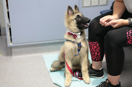 Polite Paws Dog Training, Puppy Preschool, Manners Classes & Behaviour Modification