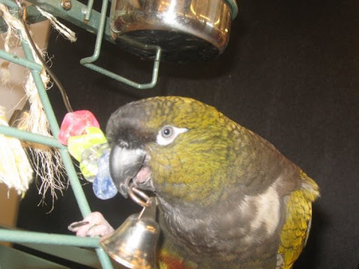 Pet Supply Store «Mellisa’s PET DEPOT», reviews and photos, 83 Faunce Corner Mall Rd, Dartmouth, MA 02747, USA