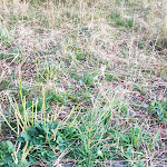 Photo n°12 de l'avis de mario.i fait le 24/08/2021 à 16:06 sur le  Grand Golliat Ristorante e Chambres d'Hôtes à Saint-Rhémy-en-Bosses