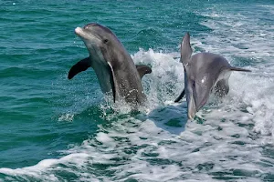 Passage Key Dolphin Tours image