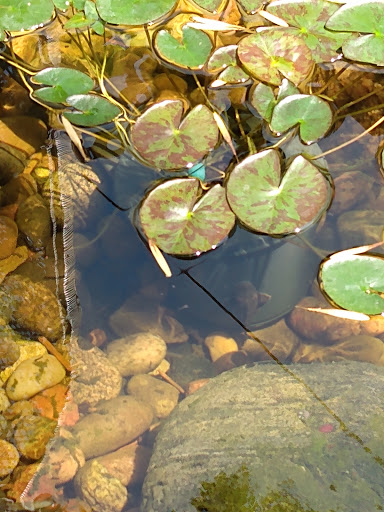 Pet Supply Store «PetSmart», reviews and photos, 5001 Sergeant Rd, Sioux City, IA 51106, USA