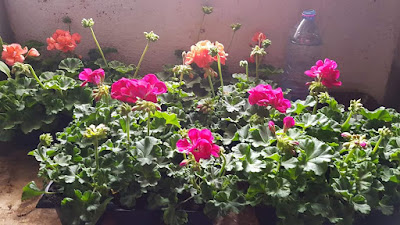 Hortiseve à Longuyon