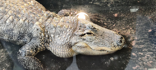 Pet Store «Night Stalkers Pet Emporium», reviews and photos, 5008 Madison Ave, Anderson, IN 46013, USA