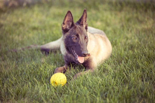 Pati Konak Kedi Köpek Oteli Pansiyonu Ve Pet Taksi Nakil Bodrum Milas Muğla