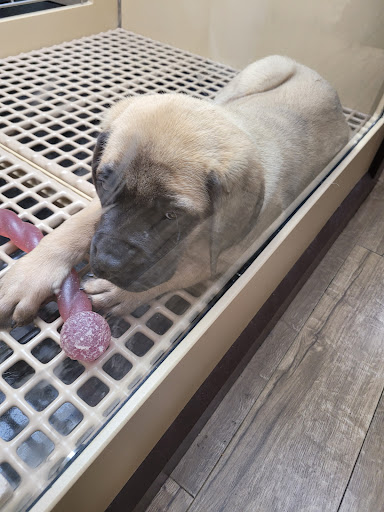 Pet Store «Petland», reviews and photos, 1514 Stonecreek Dr, Pickerington, OH 43147, USA