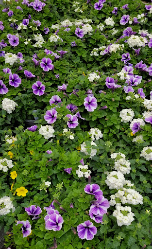 Florist «Bayport Flower Houses, Inc.», reviews and photos, 940 Montauk Hwy, Bayport, NY 11705, USA