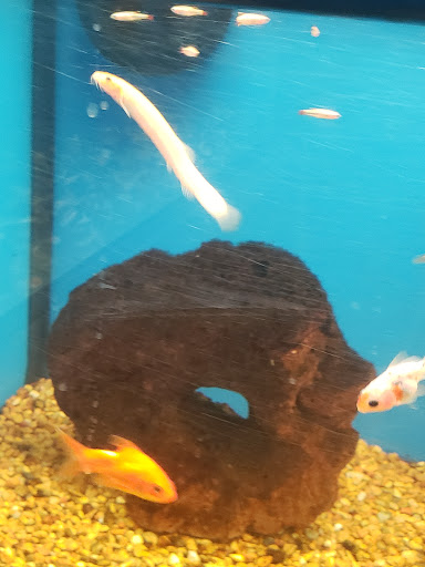 Pet Supply Store «Petco Animal Supplies», reviews and photos, 13127 N Dale Mabry Hwy, Tampa, FL 33618, USA