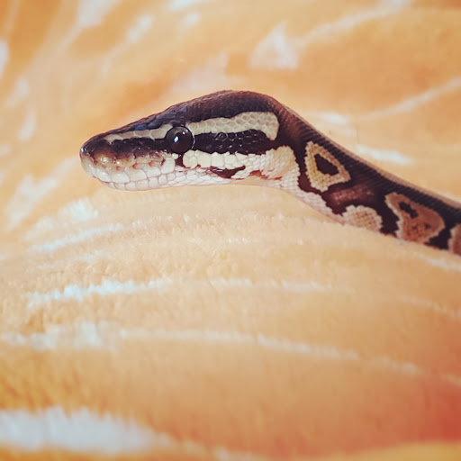 Reptile Store «Pets & Things», reviews and photos, 44825 Van Dyke, Utica, MI 48317, USA