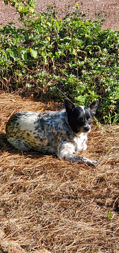 Pet Supply Store «AARF Pet Central», reviews and photos, 6570 James B Rivers Memorial Dr, Stone Mountain, GA 30083, USA