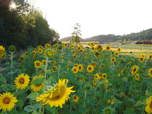 Vineyard «Keeler Estate Vineyard», reviews and photos, 5100 SE Rice Ln, Amity, OR 97101, USA